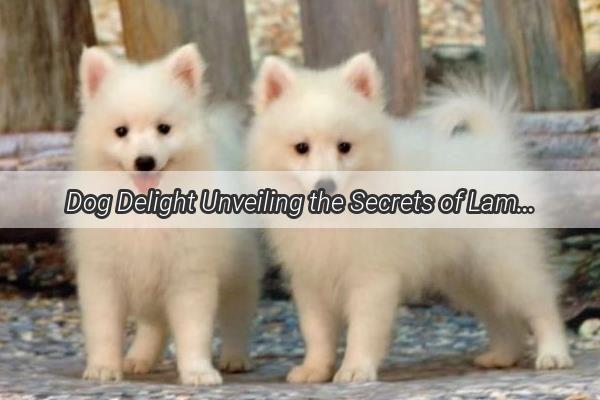 Dog Delight Unveiling the Secrets of Lamb Soups Allure for Our Furry Friends